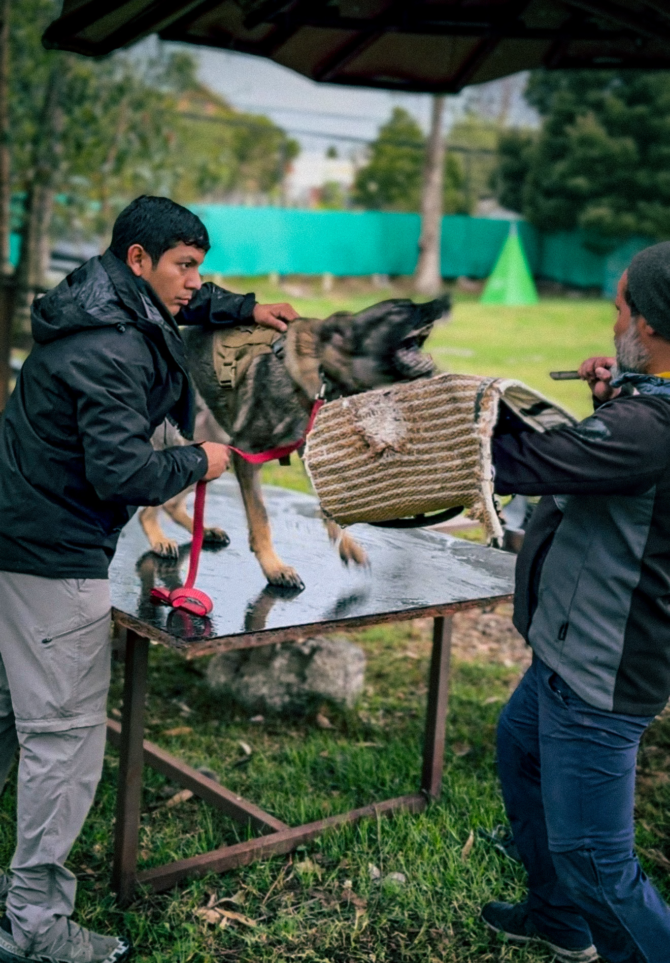 Trabajo de defensa — Figurante y perro operativo