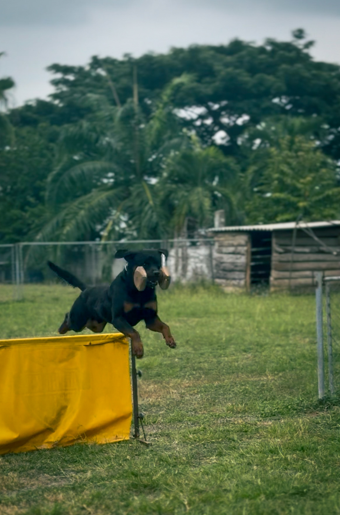 Handler & perro — Frank Bergher en campo