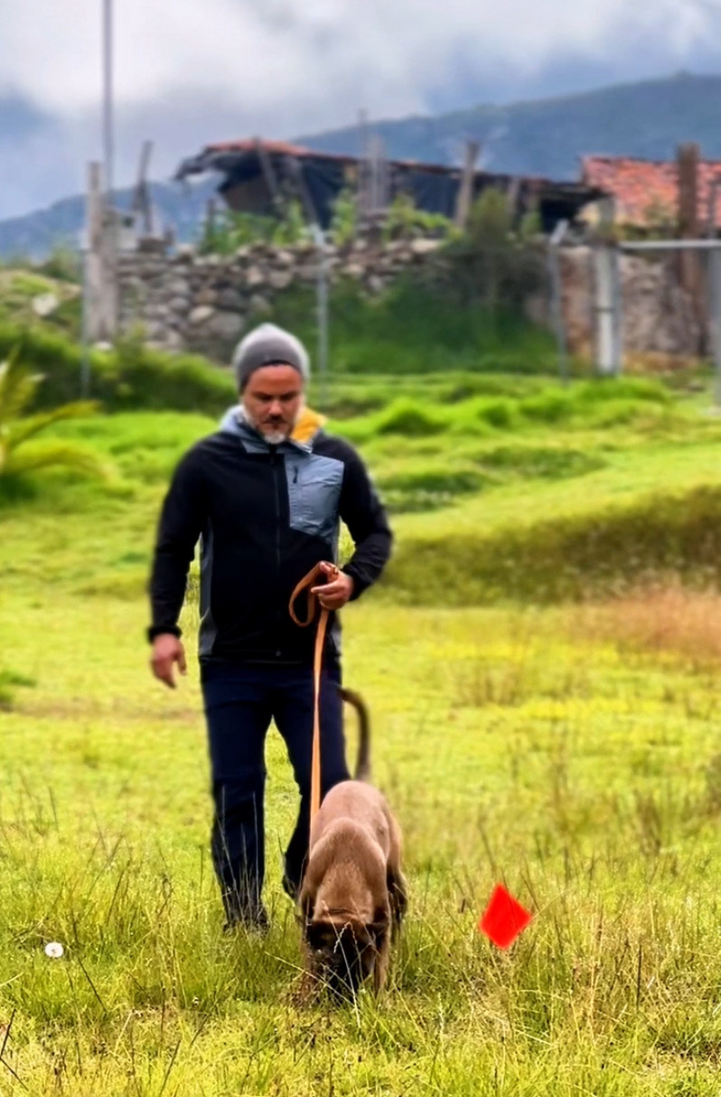 Malinois — Estudio de porte y estructura