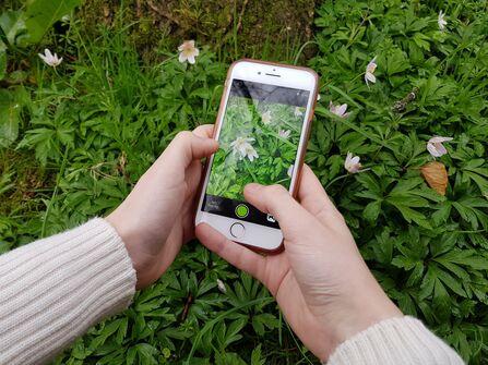 A child kneels in the grass and photographs a wildflower — a five-minute observation becomes a science lesson.