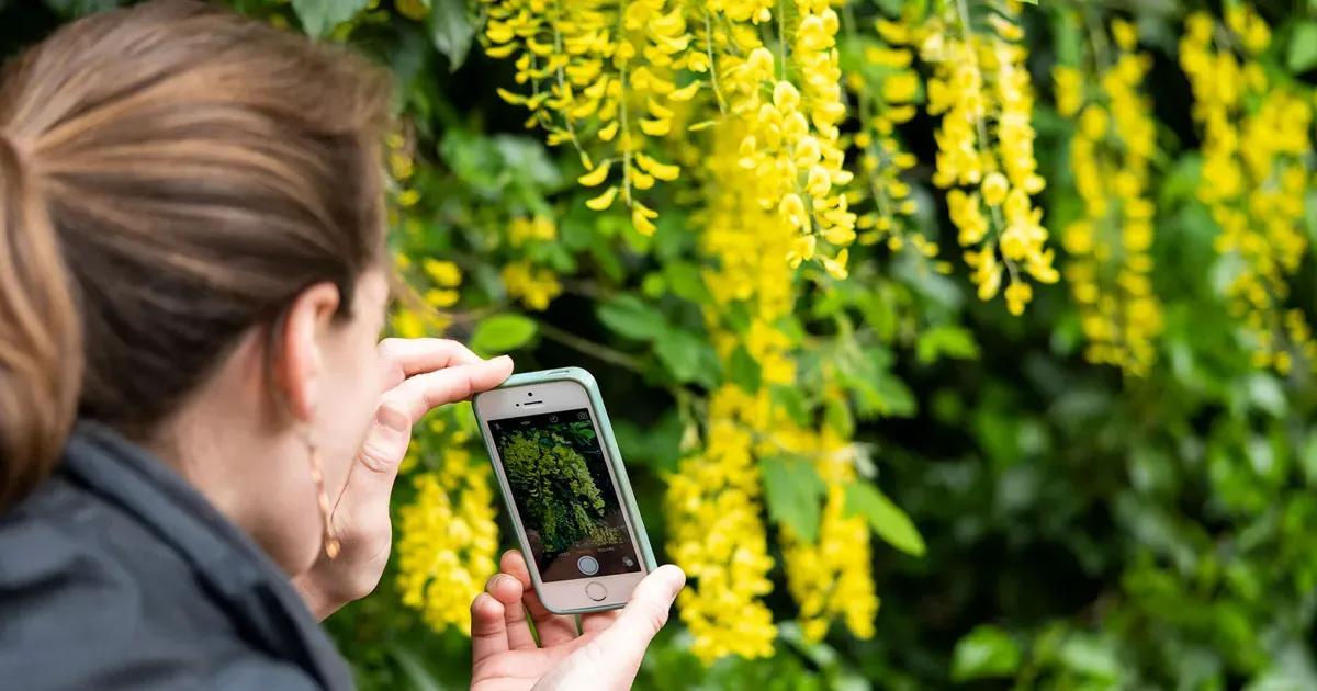 Someone leans in to photograph a cascade of yellow laburnum blooms. A question becomes a study.