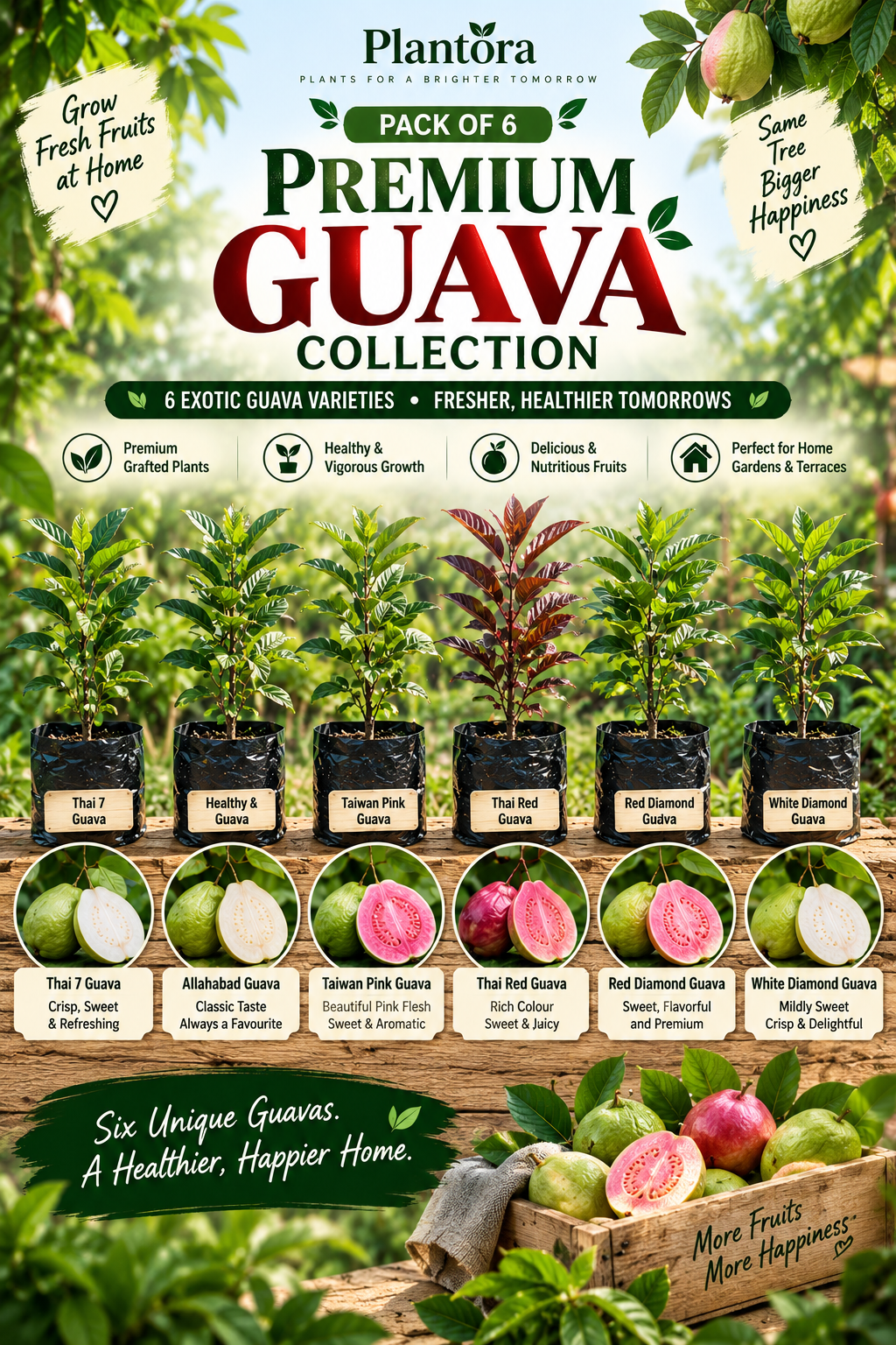 Premium Guava Collection