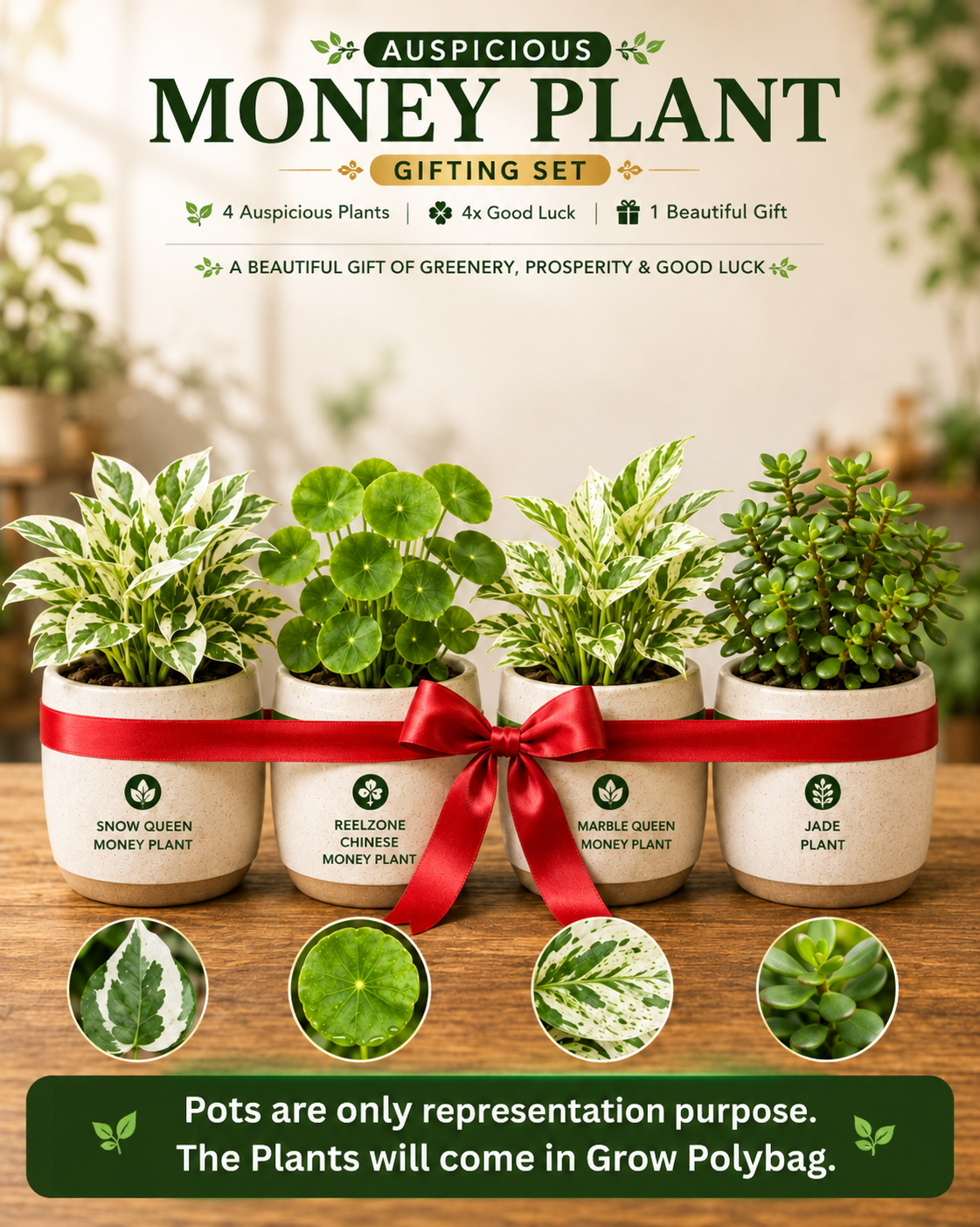 Auspicious Money Plant Gifting Set