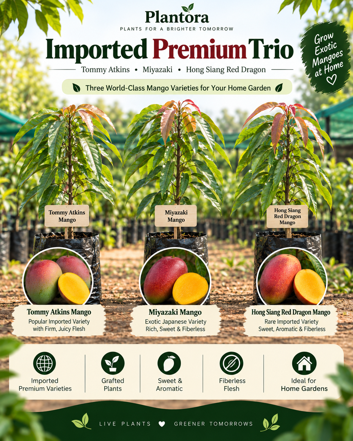 Imported Premium Trio
