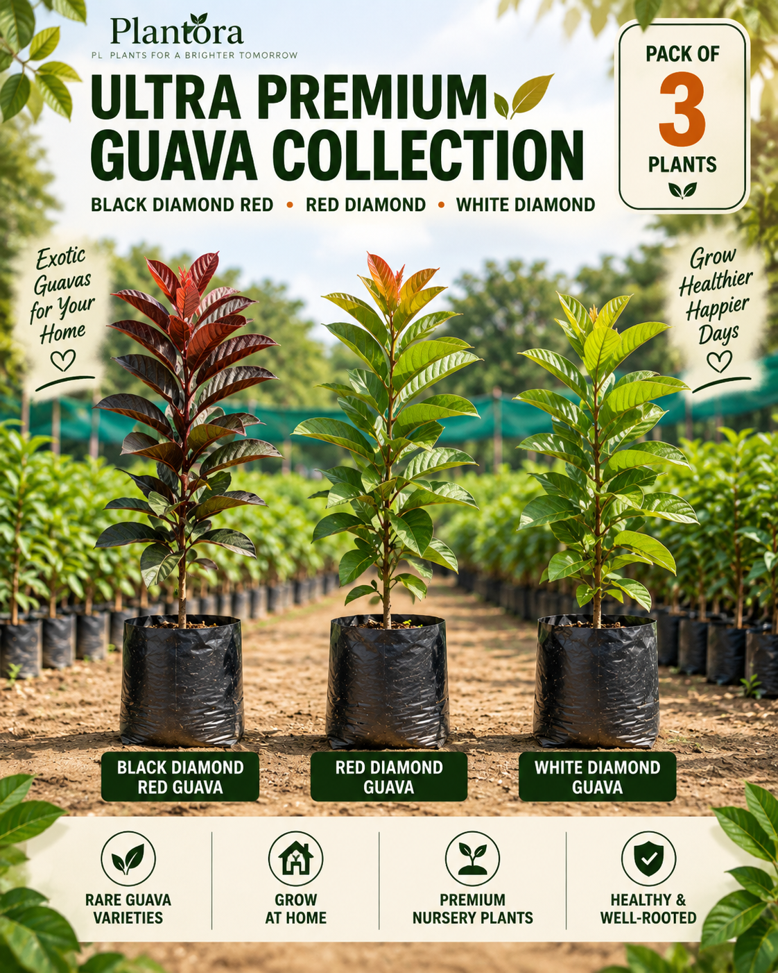 Diamond Guava Collection
