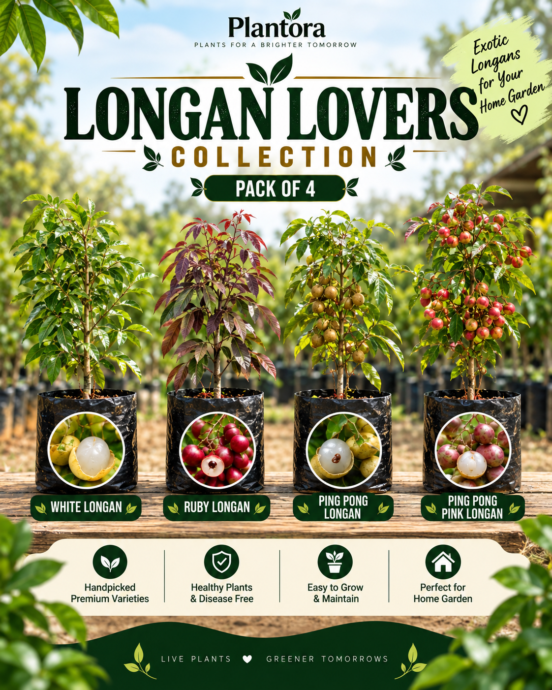Longan Lovers Collection