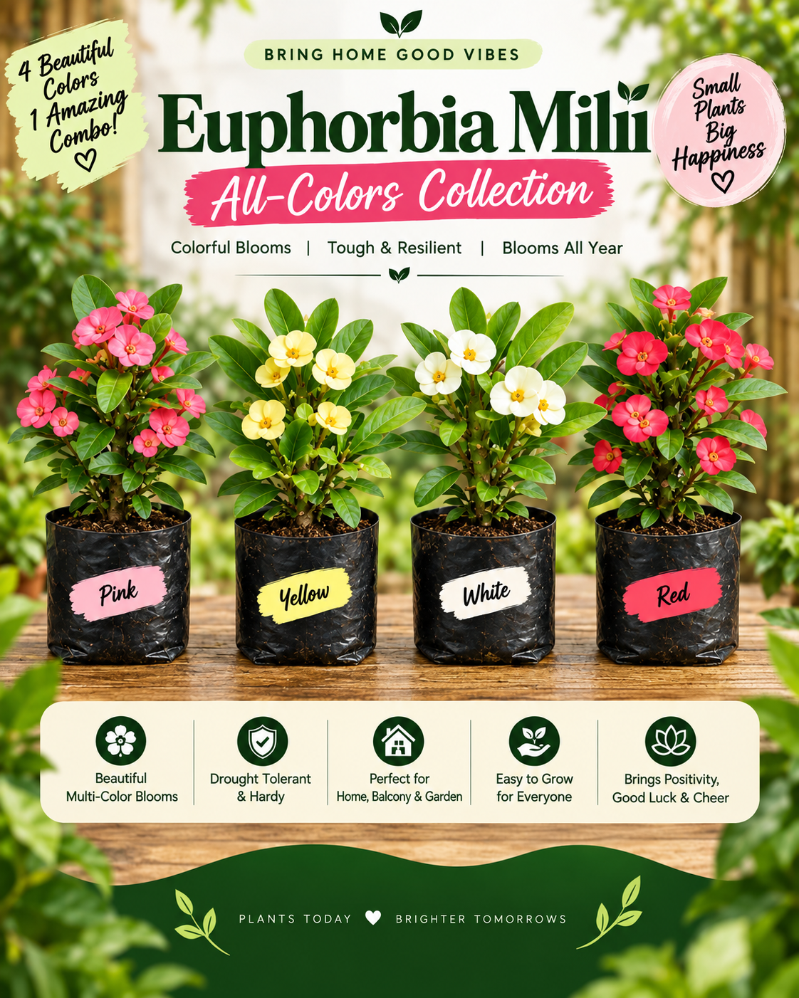Euphorbia All Colour Collection