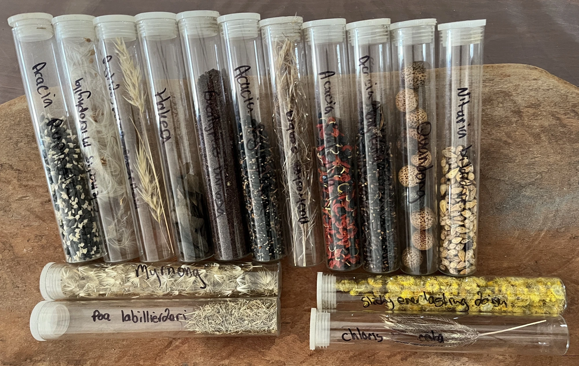 Labelled tubes of native seed — Acacia, Halgania, Myrnong, Nitraria, Quandong and more