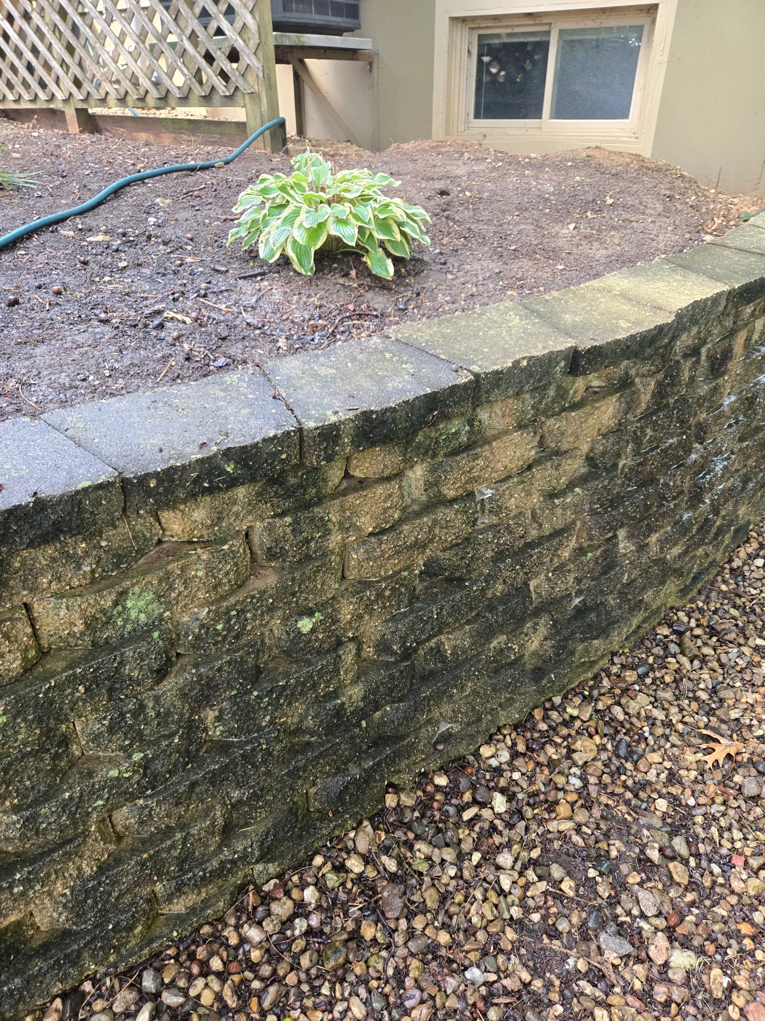 Old mossy stone retaining wall with a hosta and dirt bed above
