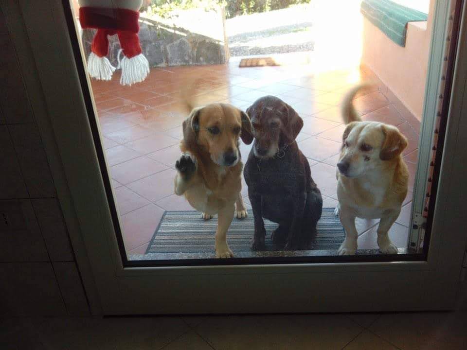 Amici a quattro zampe